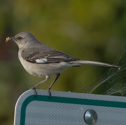 Northern Mockingbird observed by benfh