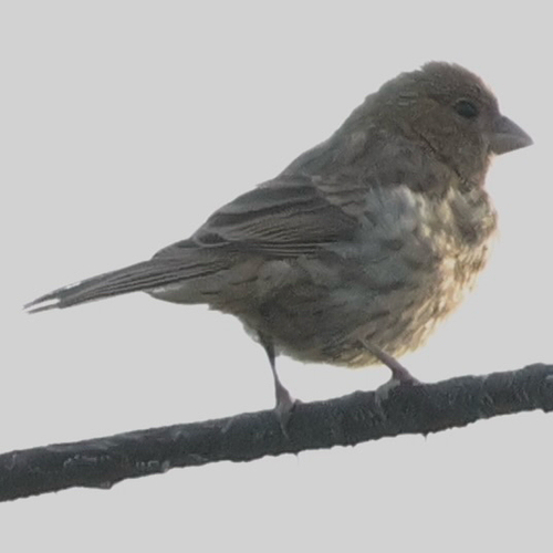 House Finch observed by benfh