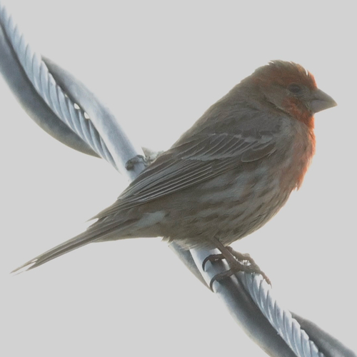 House Finch observed by benfh
