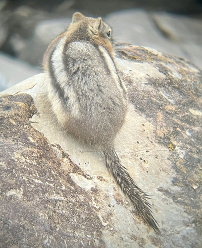 Common Golden-mantled Ground Squirrel observed by marcaluco
