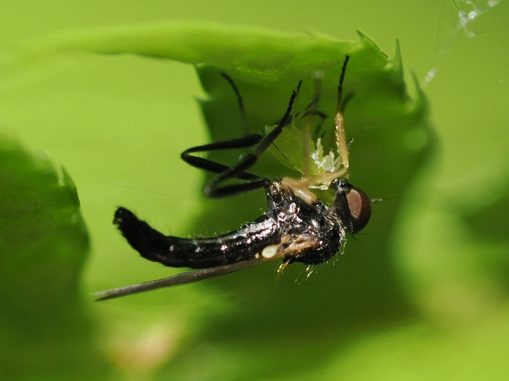 Leptopeza disparilis