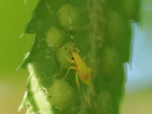 Predatory bug photo 5