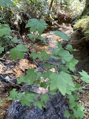 Ribes latifolium iNat (3)