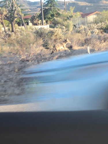 Coyote observed by hamburberhelpr