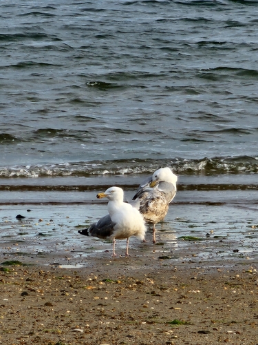 American Herring Gull observed by noellotheriumaliceii