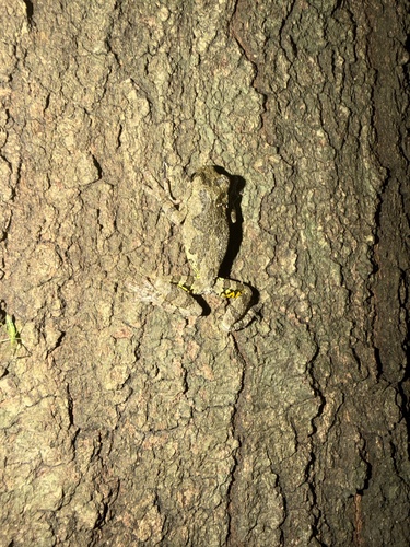 Cope's Gray Tree Frog observed by amataka1