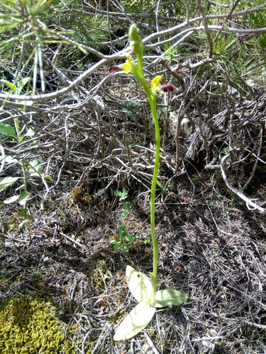 Ophrys fusca subsp. funerea image