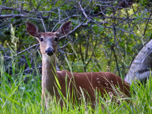 White-tailed Deer observed by veelorelei