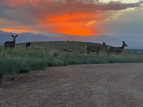 Mule Deer observed by sethshively