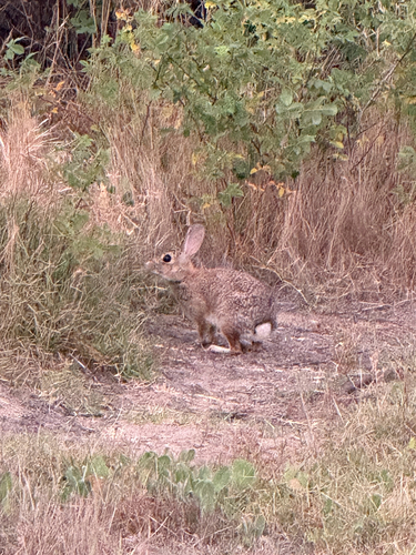 Desert Cottontail observed by cjanh