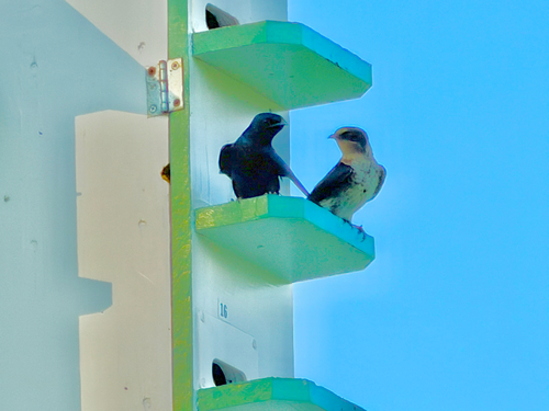 Purple Martin observed by shroomlovr