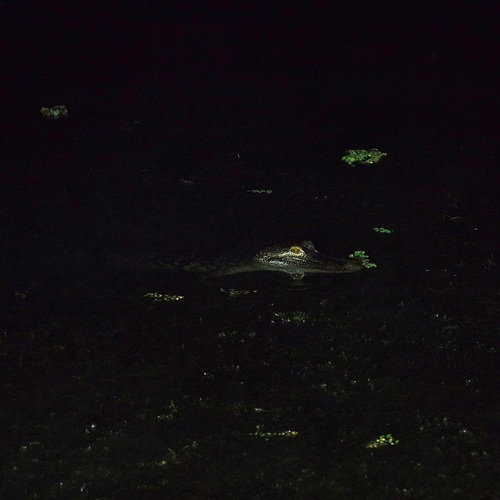 American Alligator observed by pufferchung