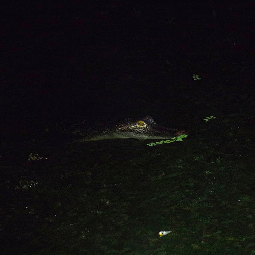 American Alligator observed by pufferchung