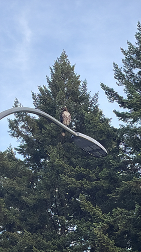 Red-tailed Hawk observed by estheryuency