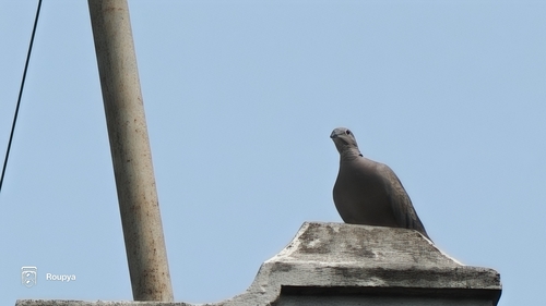 Eurasian Collared-Dove observed by roupya