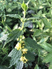 Lamium galeobdolon montanum