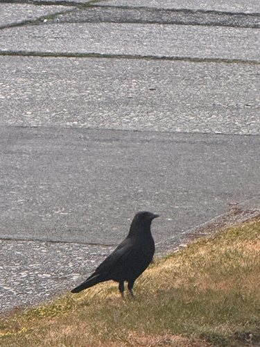American Crow observed by kyle-orr
