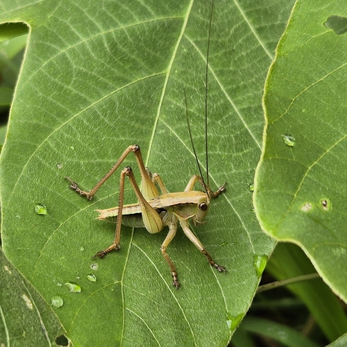 Gampsocleis buergeri
