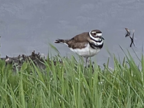 Killdeer observed by goatert