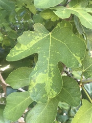 Fig mosaic emaravirus