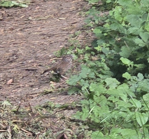 Song Sparrow observed by perritt