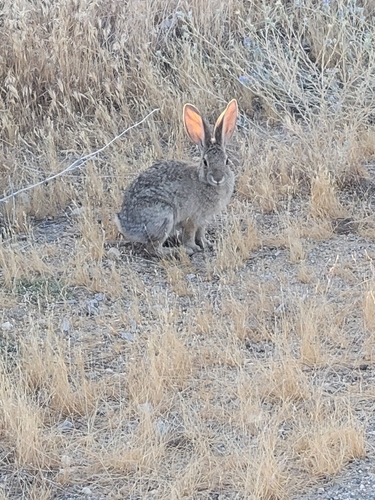 Desert Cottontail observed by hamburberhelpr
