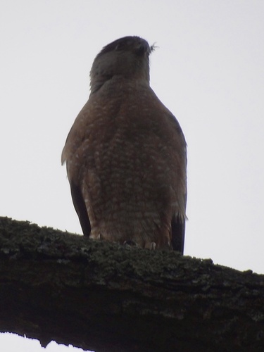 Cooper's Hawk observed by bayareawalker