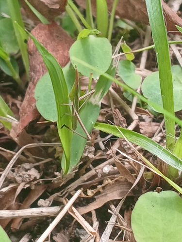 Oriental Longheaded Locust