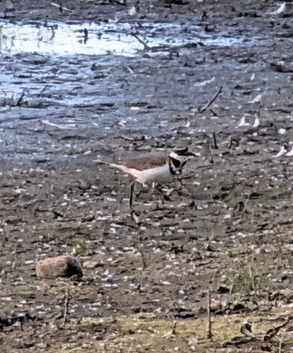 Killdeer observed by jlab27