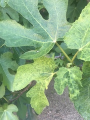 Fig mosaic emaravirus