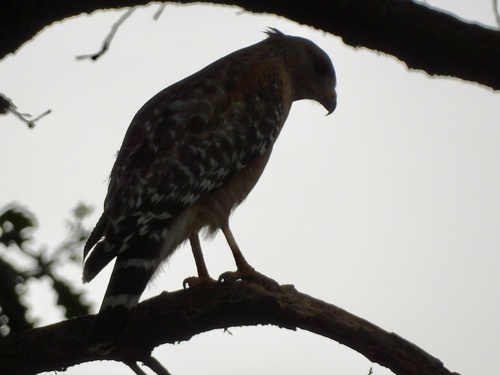 Red-shouldered Hawk observed by bayareawalker