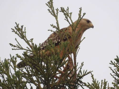 Red-shouldered Hawk observed by bayareawalker
