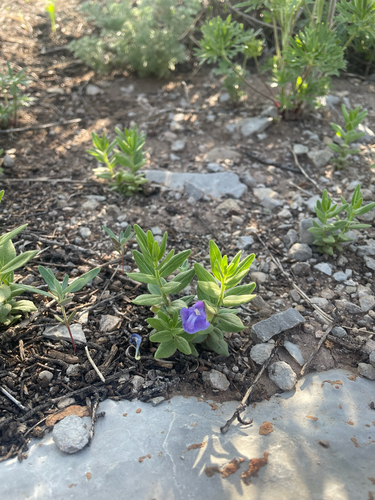 Scutellaria brittonii, photograph 3