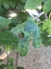 Fig mosaic emaravirus