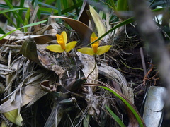 Lycaste aromatica