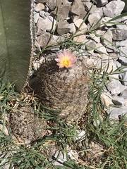Coryphantha durangensis