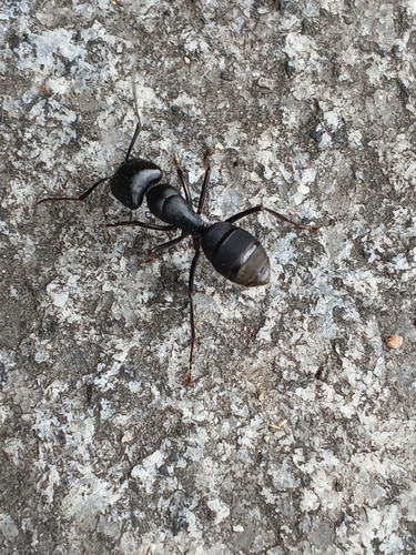 Japanese Carpenter Ant