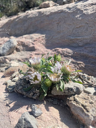 Townsendia grandiflora, photograph 5