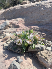 (c) Stephen Hornbeck, some rights reserved (CC BY) Townsendia grandiflora, photograph (c) Stephen Hornbeck, some rights reserved (CC BY)