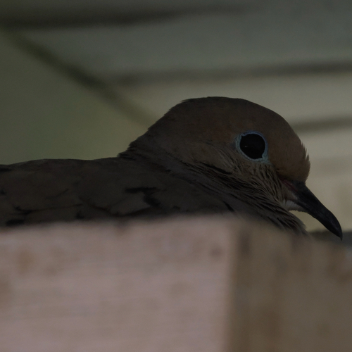 Mourning Dove observed by benfh