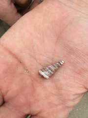 Ophiodermella inermis