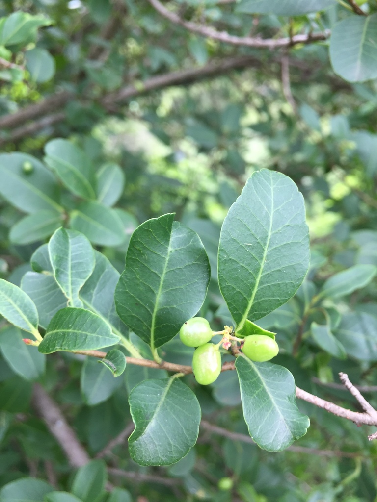 Schinus myrtifolia