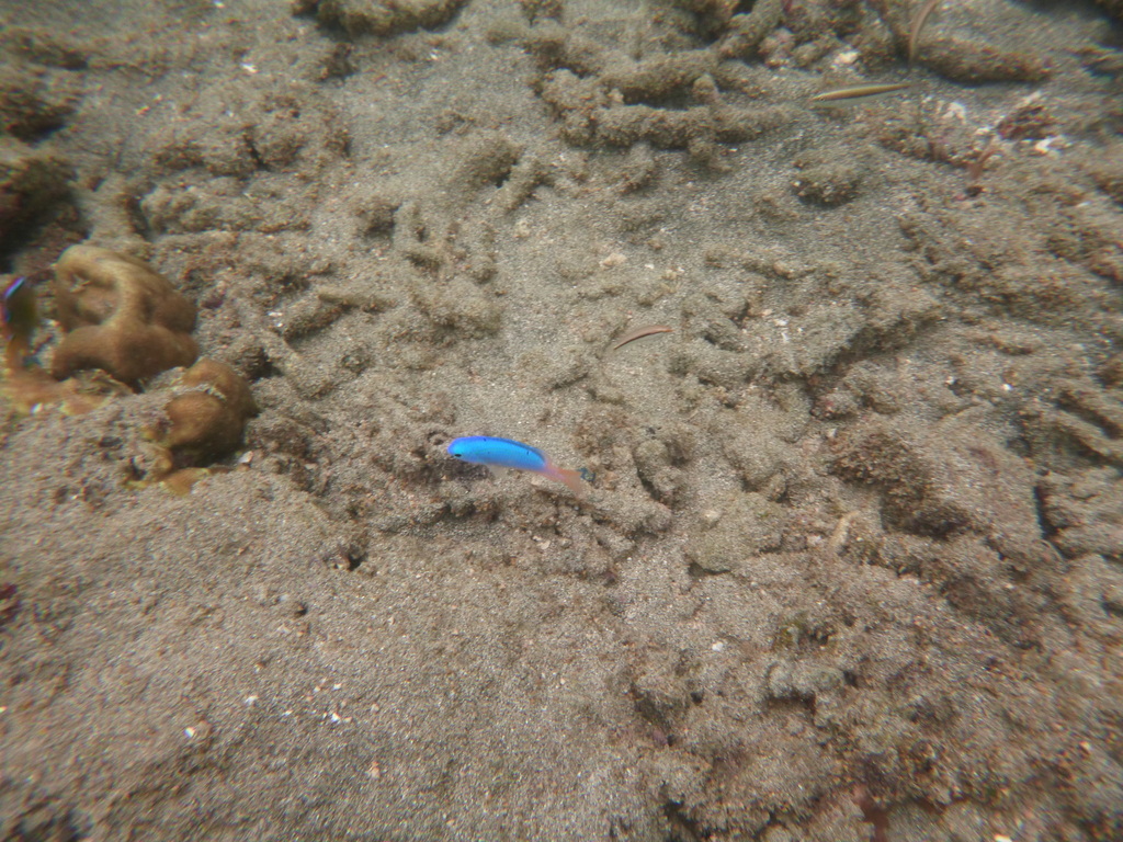 Blue Damsel