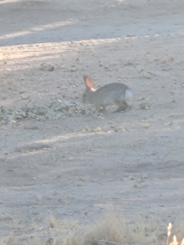 Desert Cottontail observed by hamburberhelpr