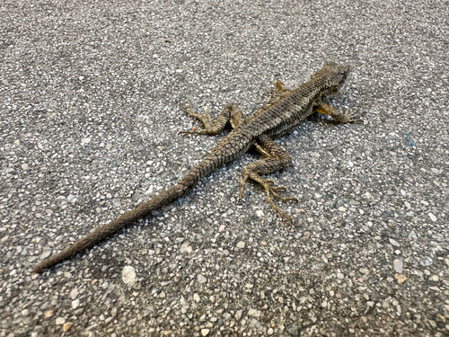 Western Fence Lizard observed by andnature