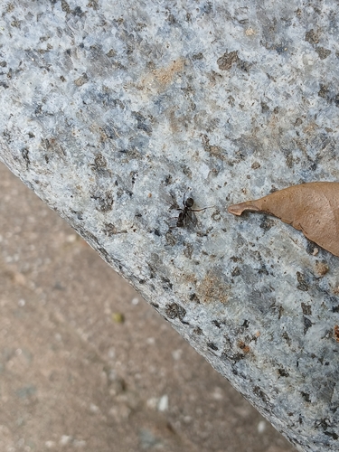Japanese Wood Ant