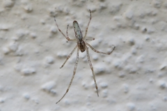 Tetragnatha montana