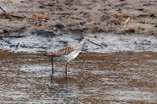 Archibebe fino (Tringa stagnatilis)