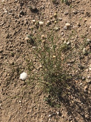 Chaenactis carphoclinia