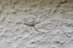 Tetragnatha montana